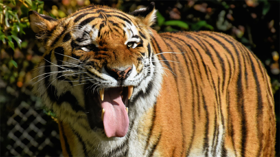 微笑吐舌的老虎