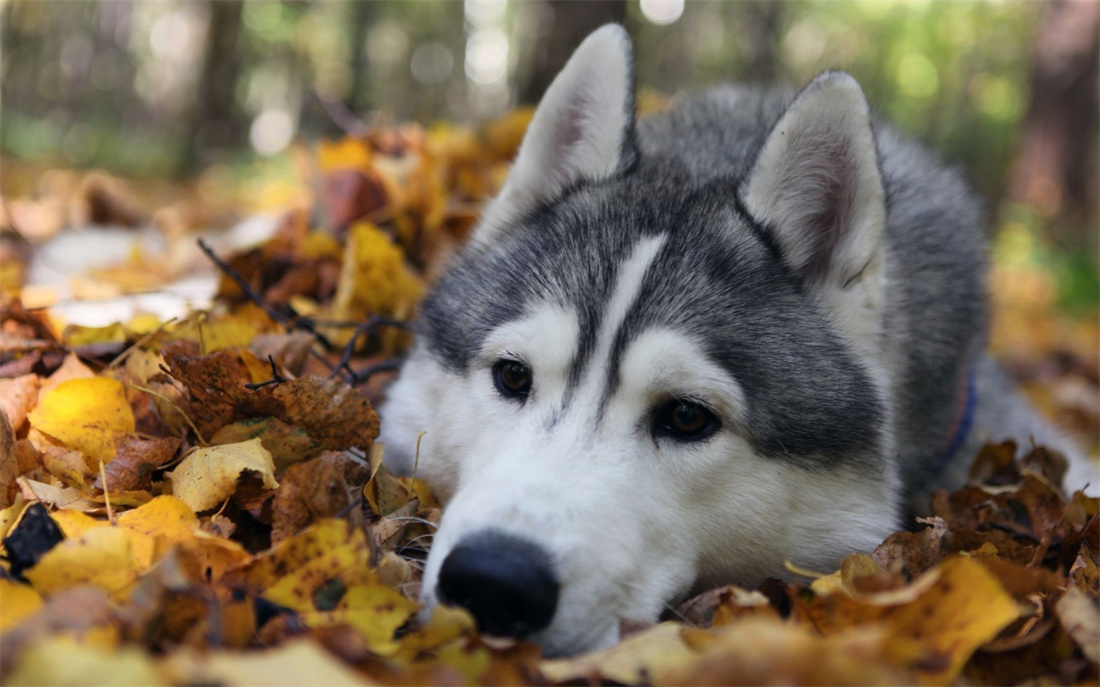 趴着落叶里的阿拉斯加雪橇犬