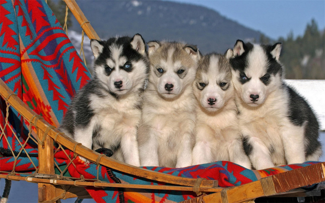 一群萌萌的小阿拉斯加雪橇犬