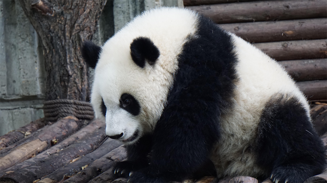 坐着休息的大熊猫