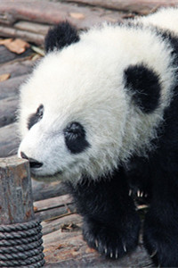 超可爱国宝大熊猫