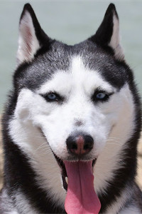 爱笑的阿拉斯加雪橇犬