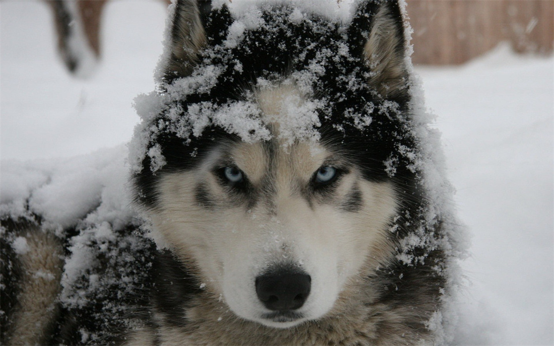 满头雪的阿拉斯加雪橇犬
