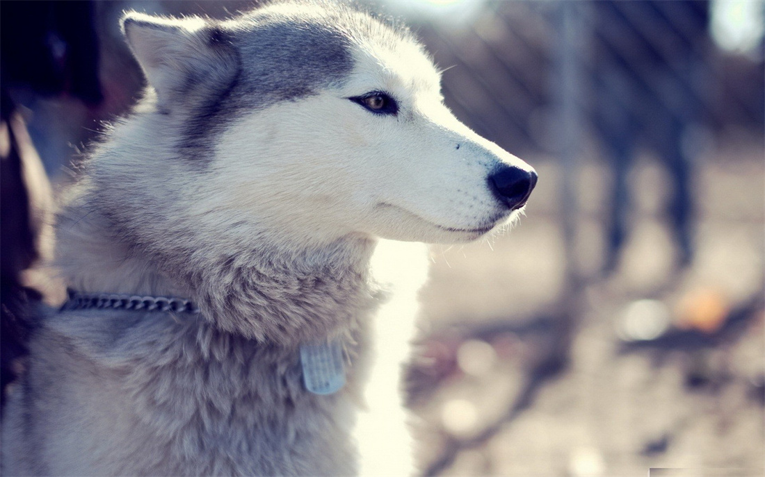 阳光下帅气的阿拉斯加雪橇犬