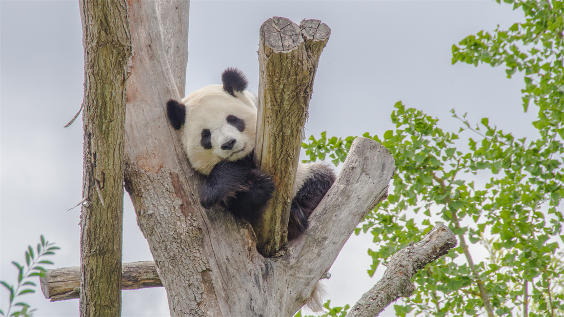 在树桩上躺着的大熊猫宝宝