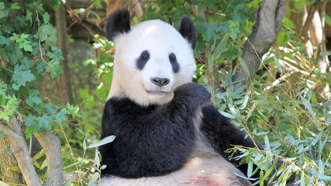 在竹林中进餐的吃货大熊猫