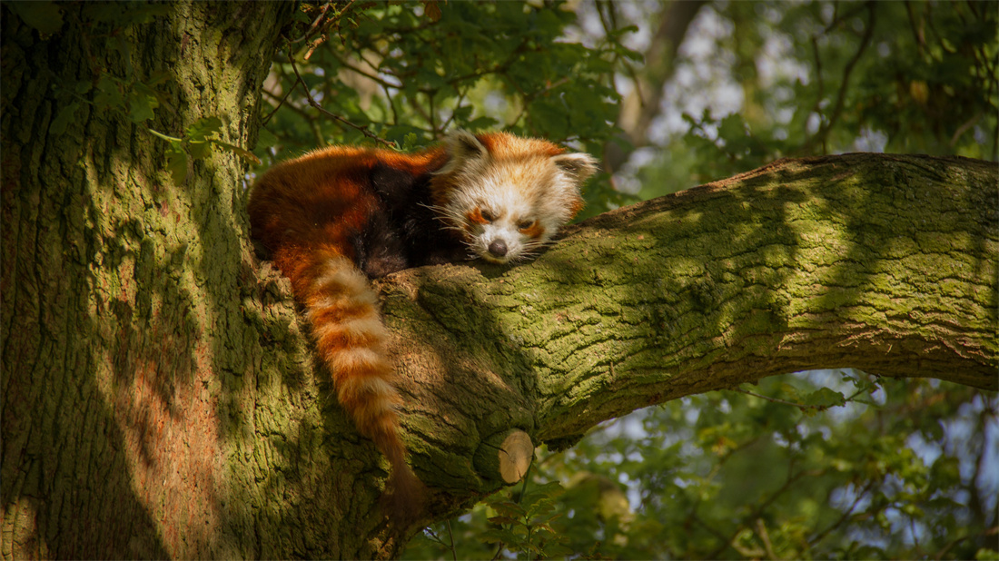 在树干上晒着太阳睡觉的小熊猫