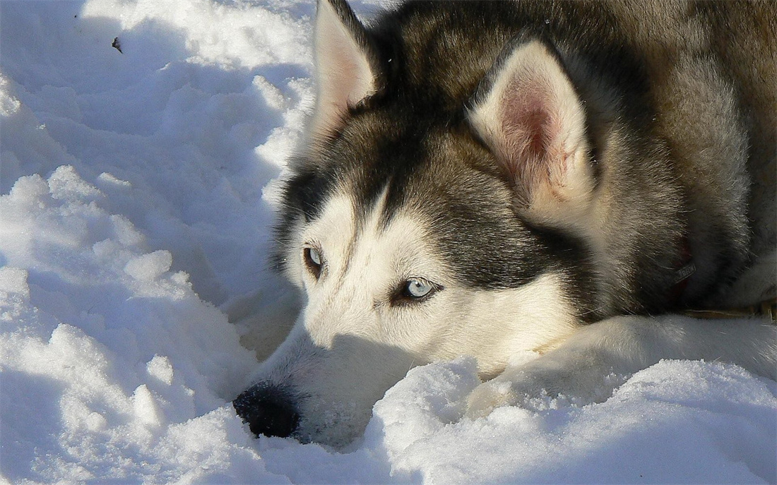 在雪地上趴着的阿拉斯加雪橇犬