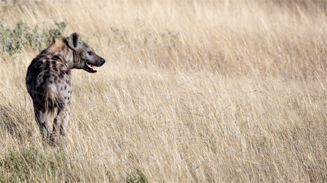 在非洲草原上散步的斑鬣狗