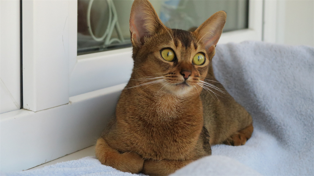 优雅的趴在毛毯上的阿比西尼亚猫