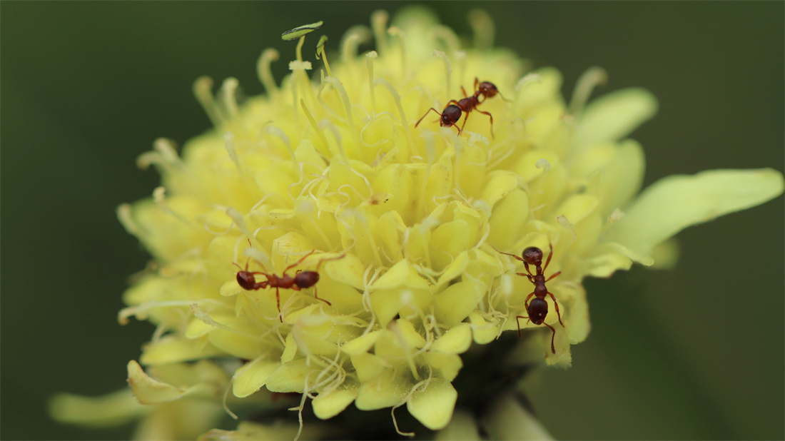 在花朵上吸取养分的蚂蚁
