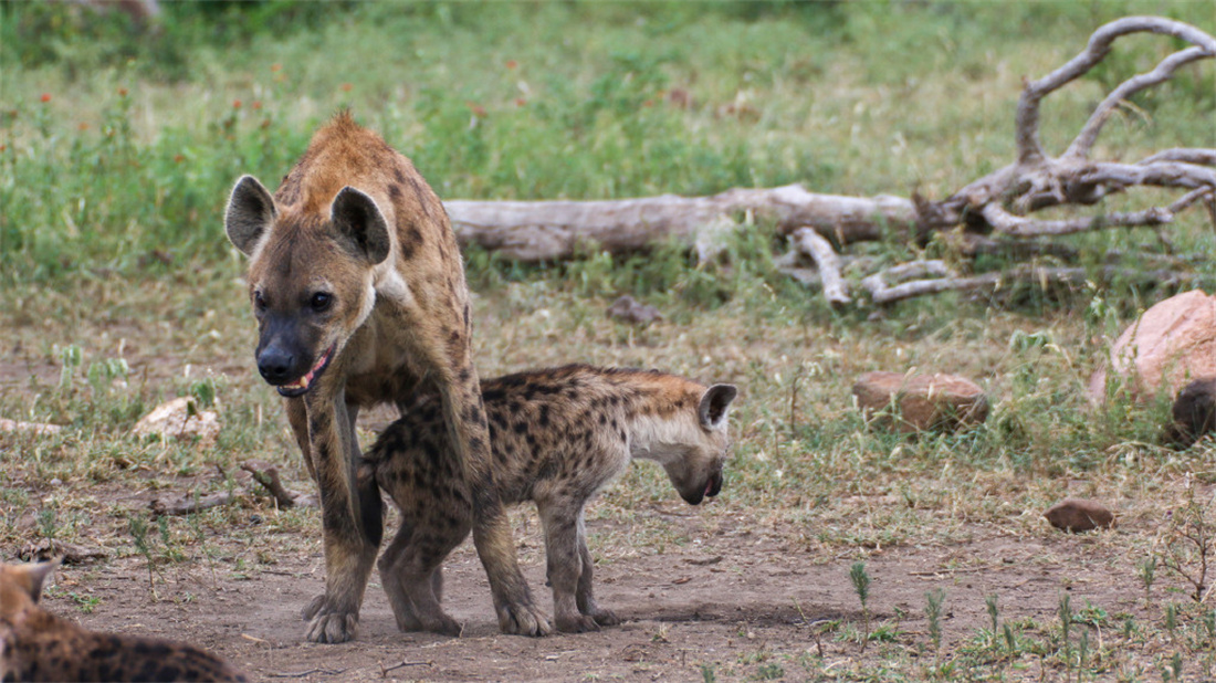 斑鬣狗和它的宝宝们