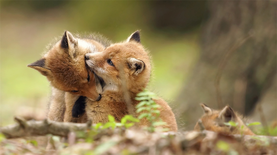 两只互相拥抱的赤狐