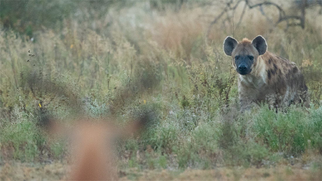 发现猎物的斑鬣狗