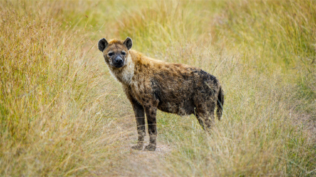 非洲草原的王者斑鬣狗