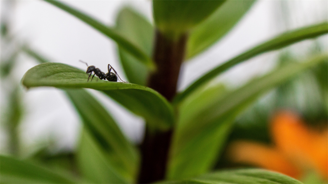 在叶子上休息的蚂蚁
