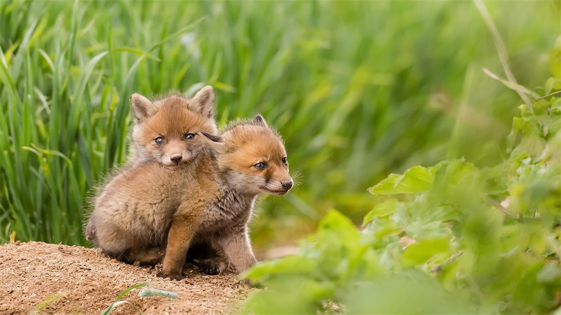 一只幼小赤狐靠在另一只赤狐身上卖萌