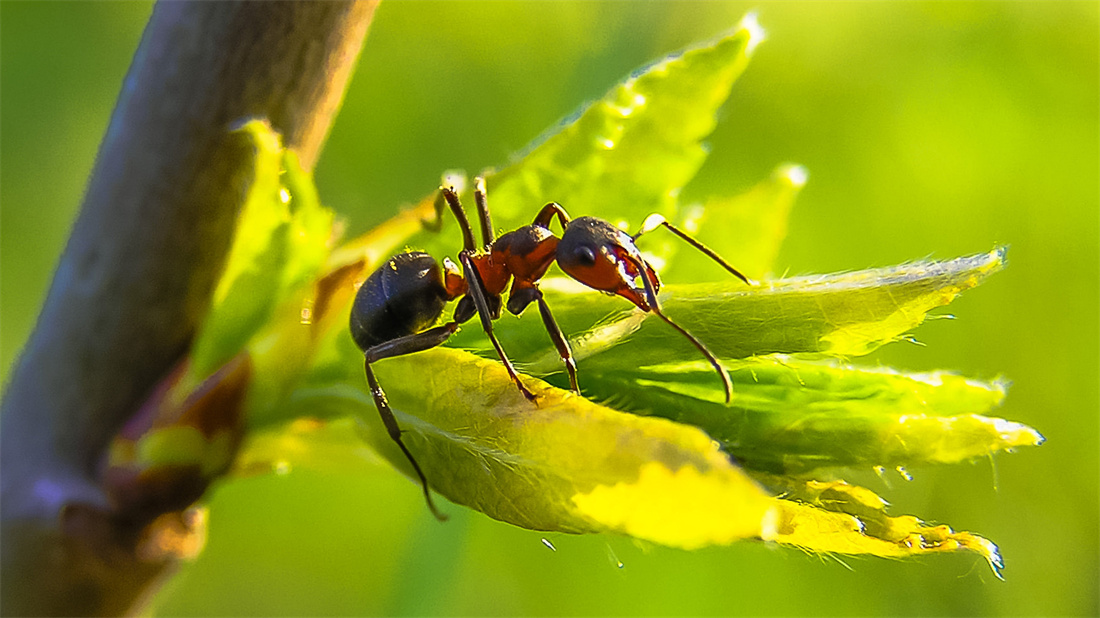在树叶上晒太阳的蚂蚁