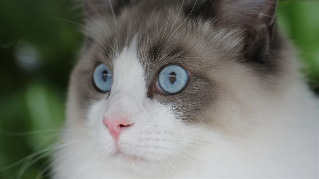 超大淡蓝色眼睛的布偶猫