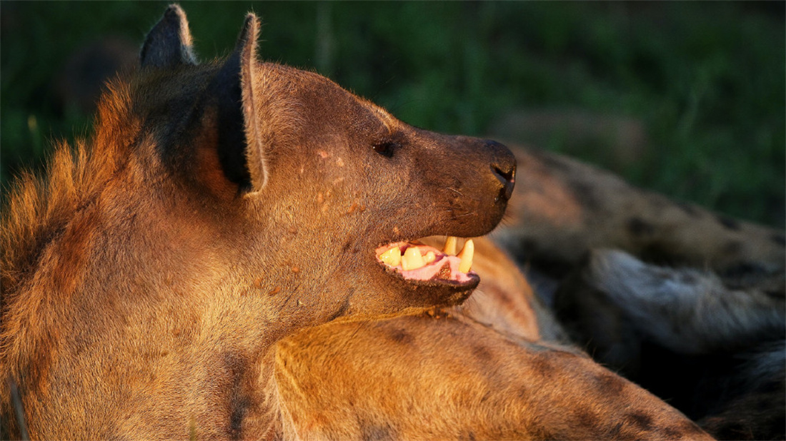 斑鬣狗高清脸部特写