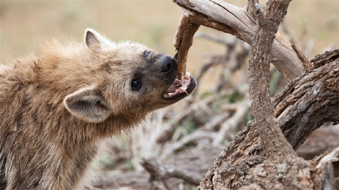磨牙中的斑鬣狗
