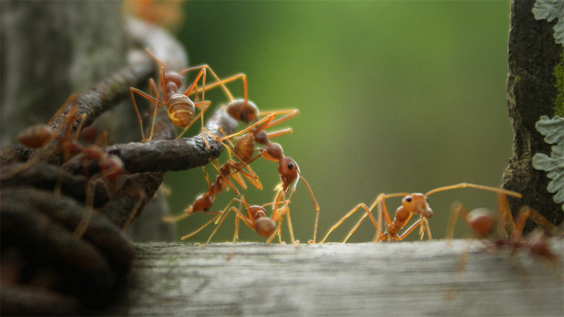 有序的忙碌着的蚂蚁