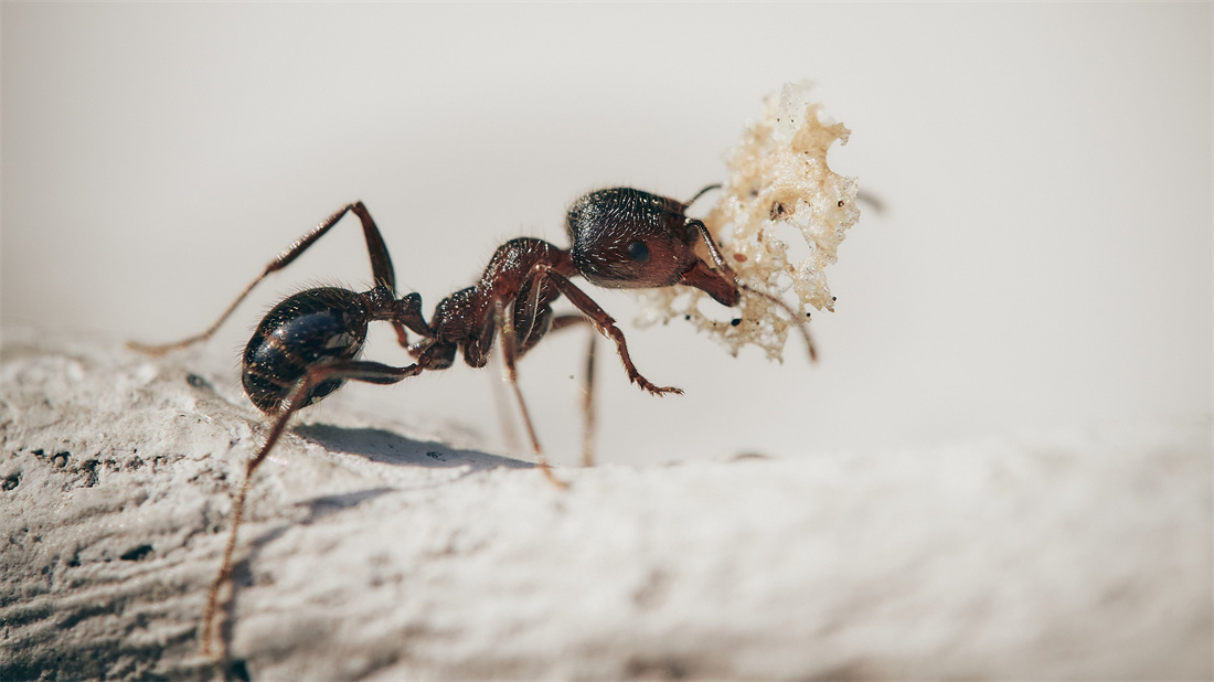 运送食物的蚂蚁
