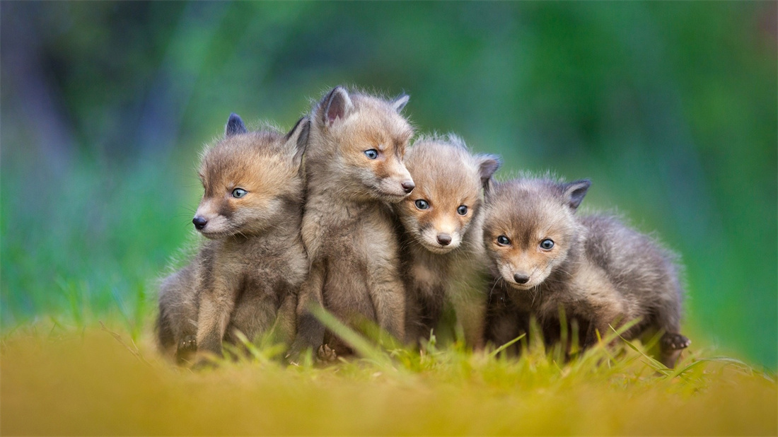 一群相互依靠的可爱的小赤狐