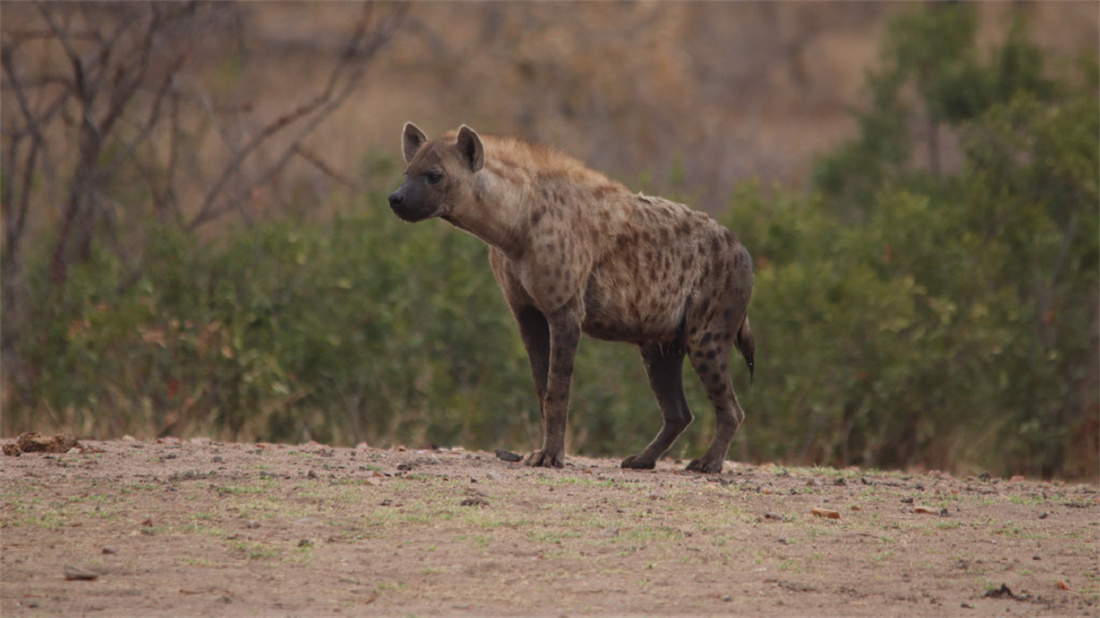 在野外寻找猎物的斑鬣狗