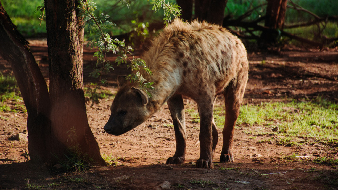 寻找猎物气味的斑鬣狗