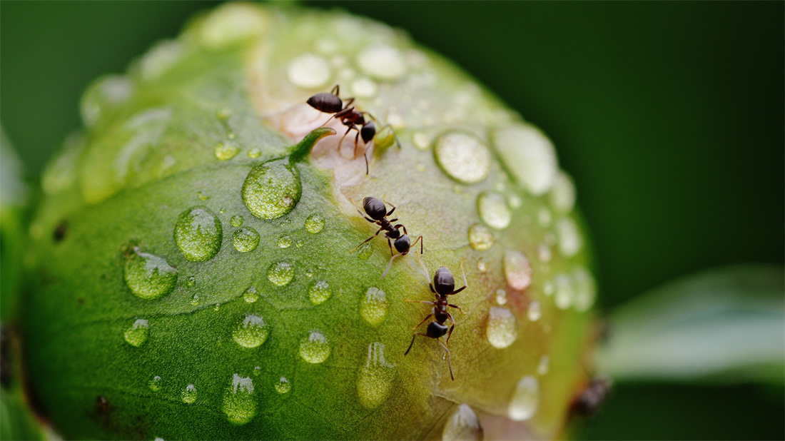 在花苞上汲取养分的蚁群