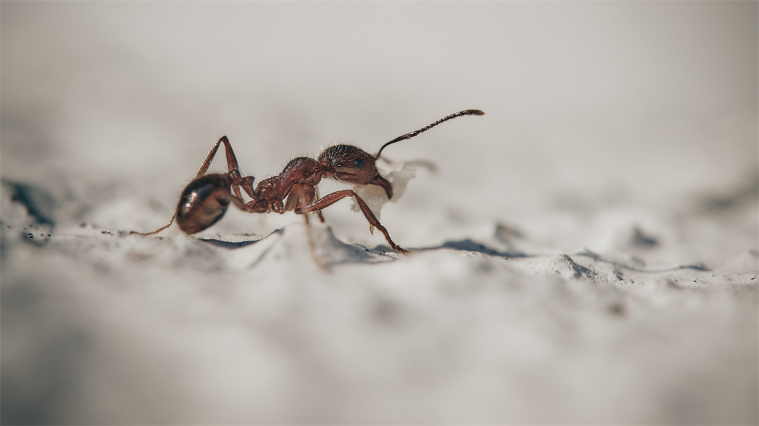 一只正在搬运东西的蚂蚁