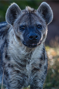 非洲第二大的食肉动物斑鬣狗