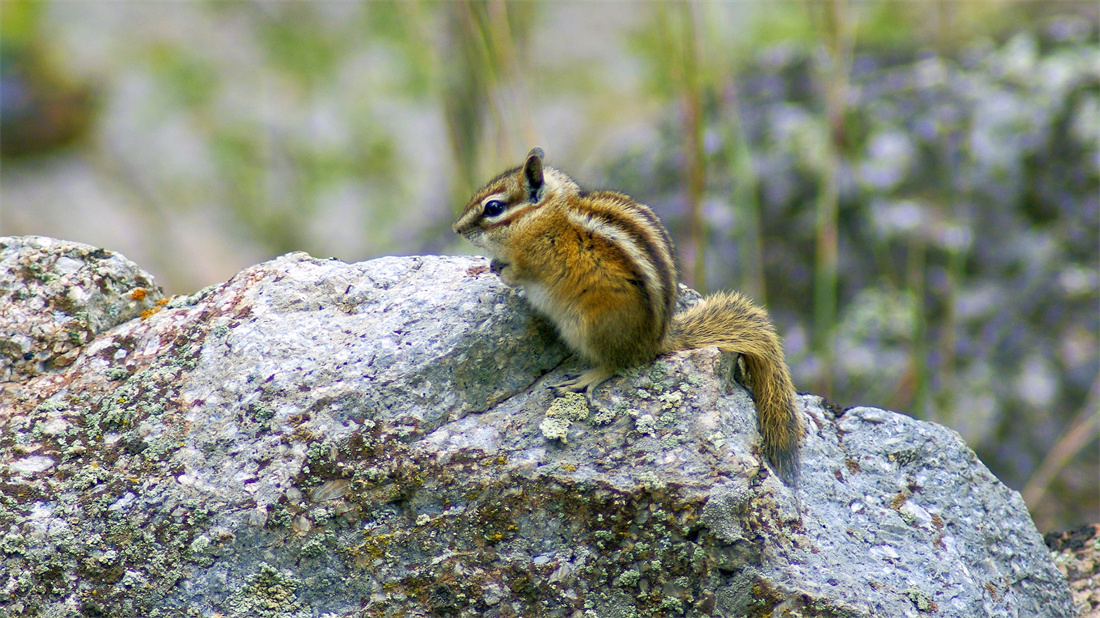 在岩石上坐着的西伯利亚花栗鼠