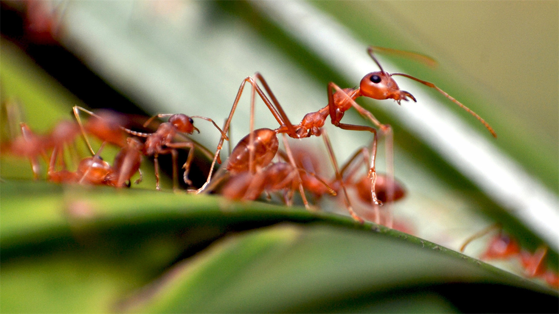 一群工作中的蚂蚁