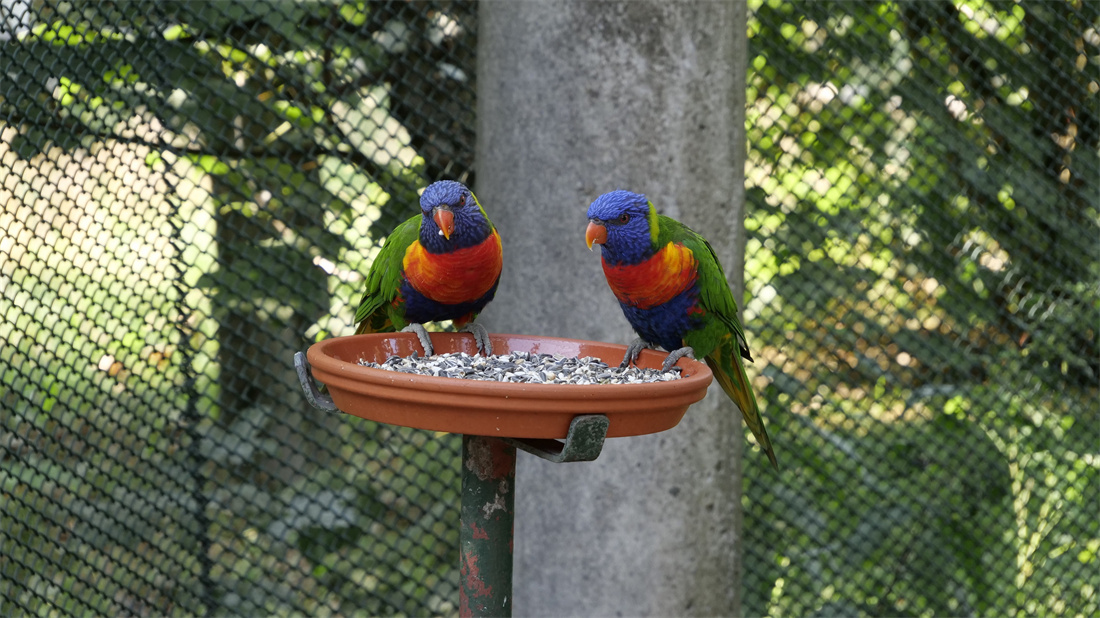 两只进食的虹彩吸蜜鹦鹉