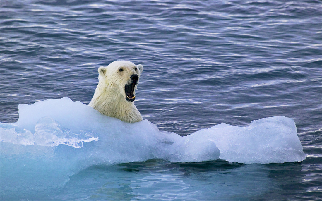 在海里游泳的北极熊