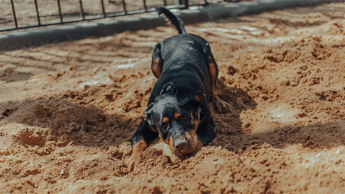 在沙地里打滚的罗威纳犬