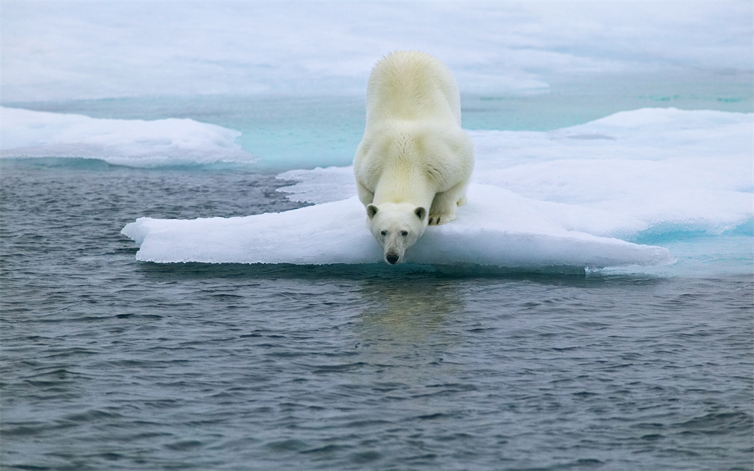 在海边觅食的北极熊