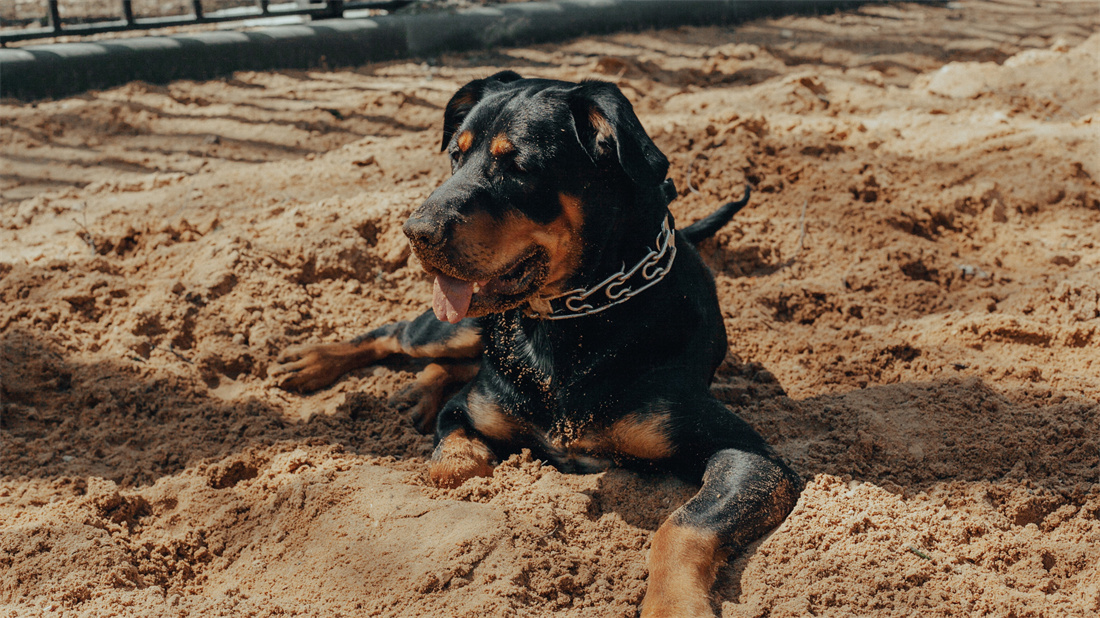 趴在沙子里休息的罗威纳犬
