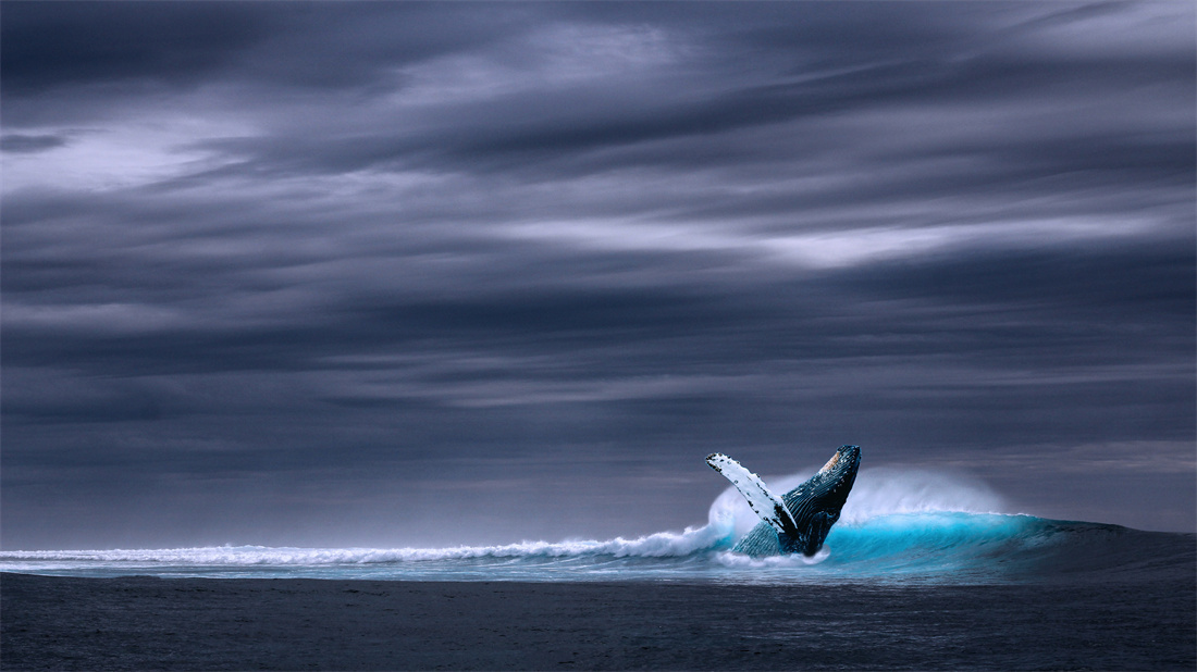 在大海里兴奋的蓝鲸