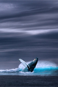 地球上最大的动物蓝鲸
