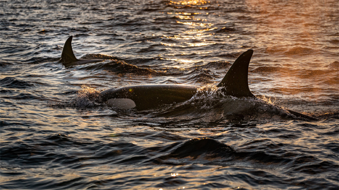 迎着朝阳游泳的虎鲸
