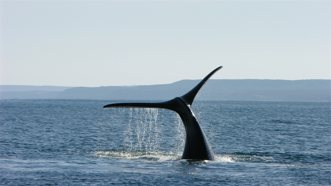 巨大的蓝鲸尾巴