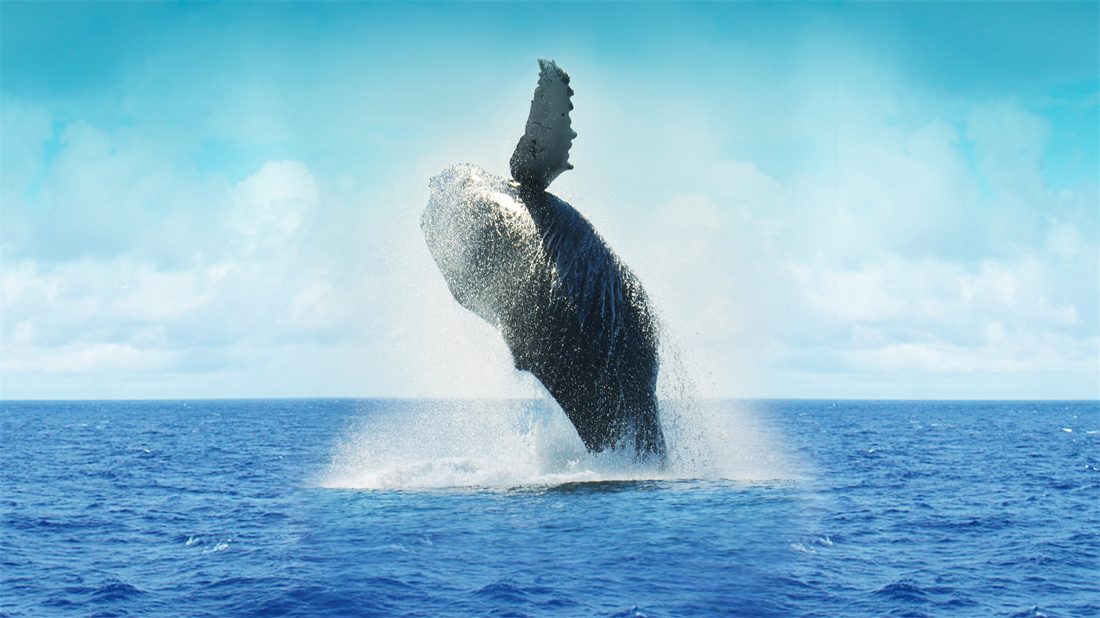 掀起巨大海浪的蓝鲸