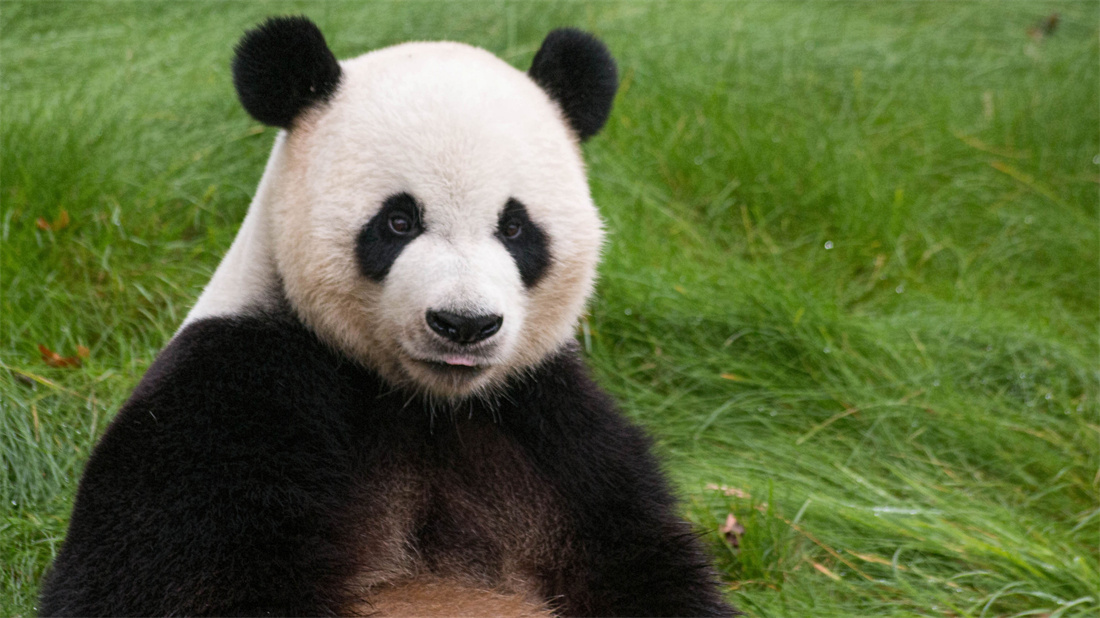 吐舌卖萌的大熊猫