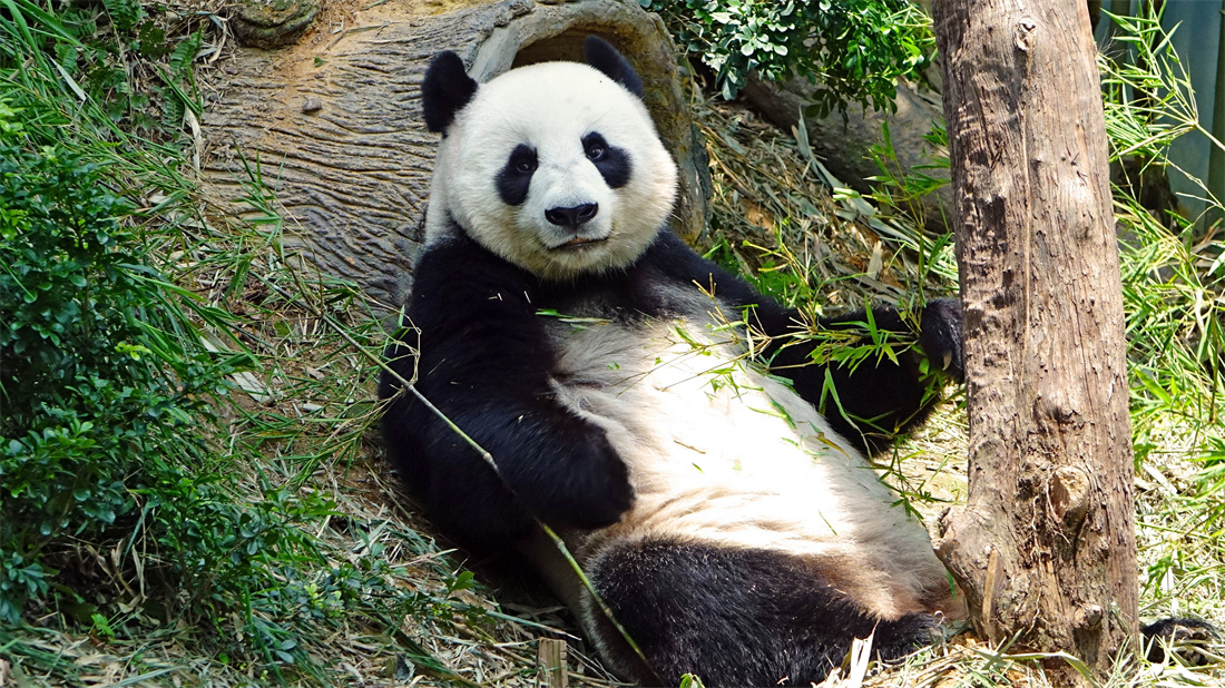 户外惬意的躺在斜坡上的大熊猫