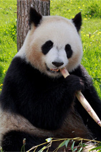 憨厚萌萌的大熊猫