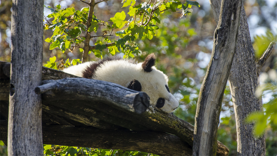 在户外躺着休息的大熊猫