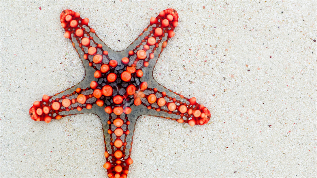 沙滩上鲜红的海星